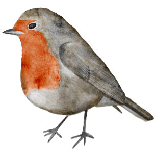 Redbröst Robin Bird Modern Photograph Photo Julkort