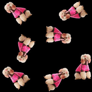 Oodlar av Pudel (Rosa på svart) Presentpapper