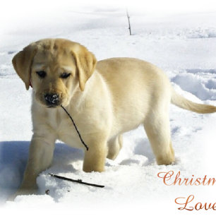 Labrador Retriever-julklappar Helgkort