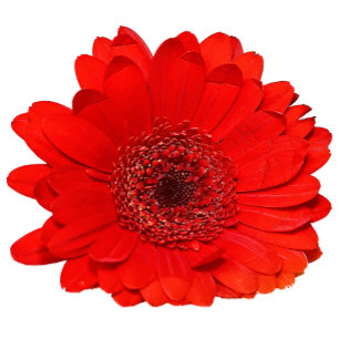 Personligen Röda Gerbera bröllopsinbjudan Inbjudningar