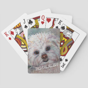 SVEET WHITE MALTESE YORKIE MIX CASINOKORT