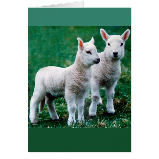 Sven- och Ole-kort Hälsningskort (Framsidan)