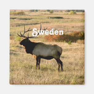 Svensk älg magnet