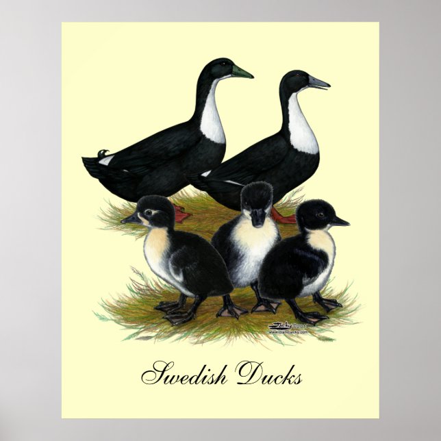 Svenska Anka Poster (Framsidan)