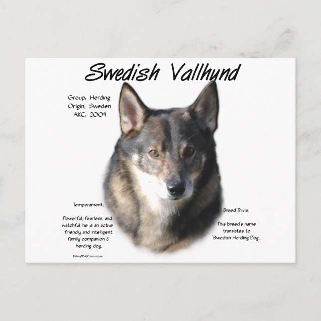 Sveriges Vallhund Historik Vykort (Framsida)