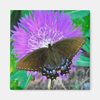 Svetsfjäril, Lila Pixie Flower Magnet