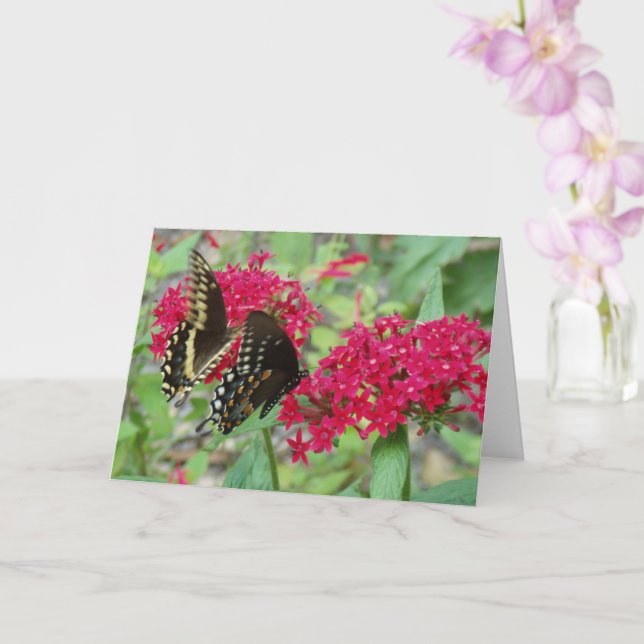 Svetsmusslflies på Red Penta Flowers Kort (Orkide)