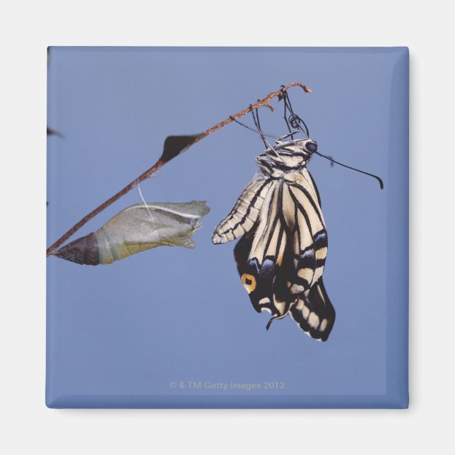 Svettfjäril efter metamorfos magnet (Framsidan)