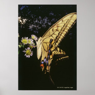 Svettfjäril på blomman, stäng upp poster