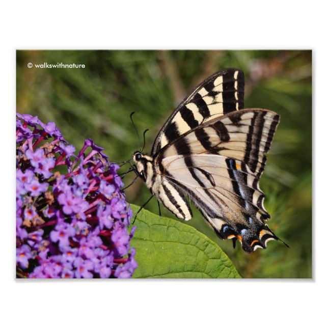 Svettfjäril på Butterfly Bush Fototryck (Framsidan)
