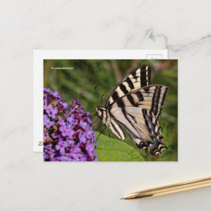 Svettfjäril på Butterfly Bush Vykort