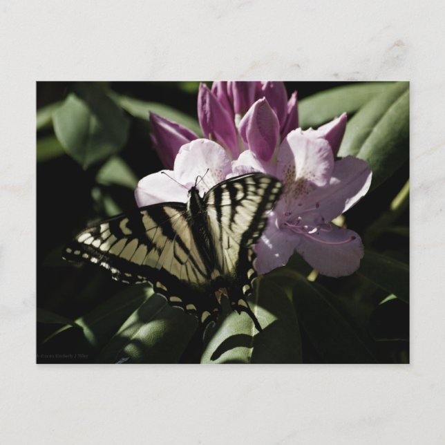 Svettsvans & Rhododendron vykort (Framsida)