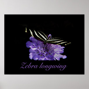 Svinbralångrevsfartyg Poster