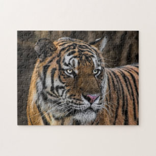 Svindel- ansikte för slät tiger pussel