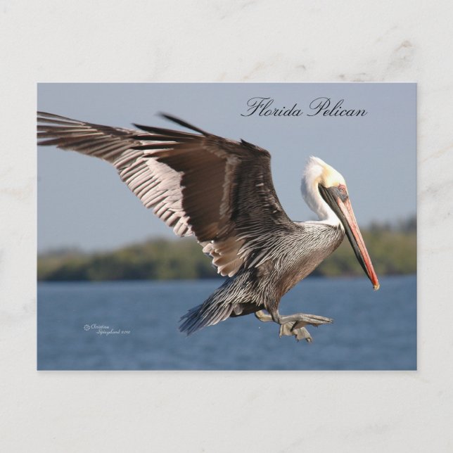 SW Florida Pelican Postcard Vykort (Framsida)