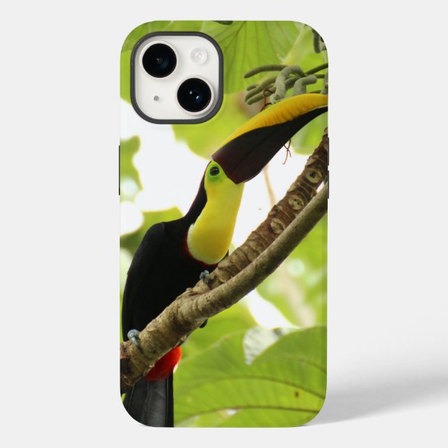 Swainson Toucan Exotic Bird (Baksida)