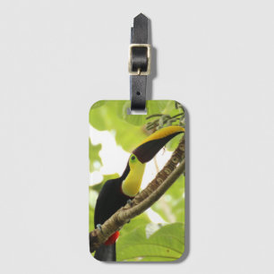 Swainson Toucan Exotic Bird Bagagebricka