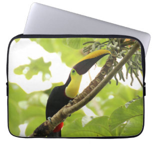 Swainson Toucan Exotic Bird Laptop Fodral