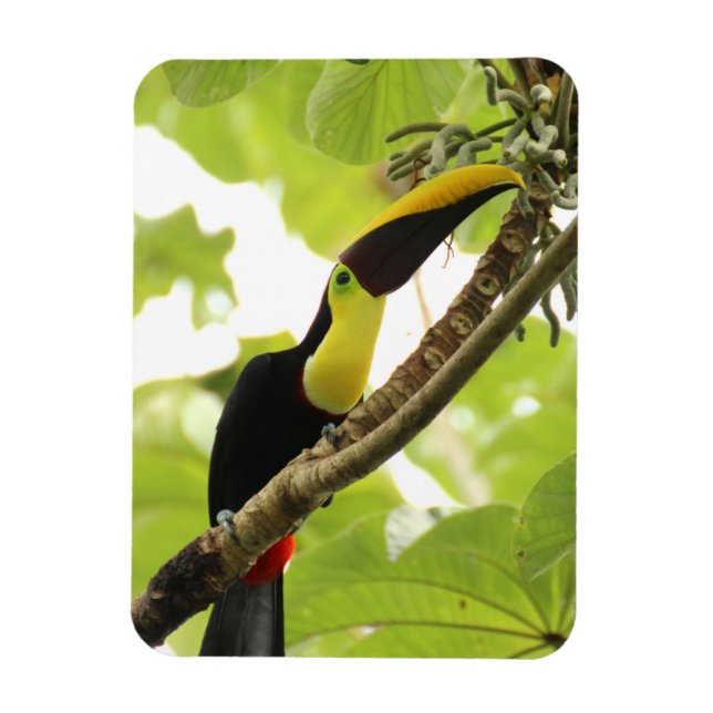 Swainson Toucan Exotic Bird Magnet (Vertikal)