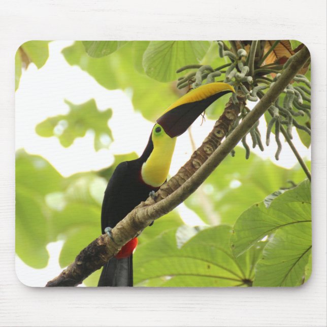 Swainson Toucan Exotic Bird Musmatta (Framsidan)