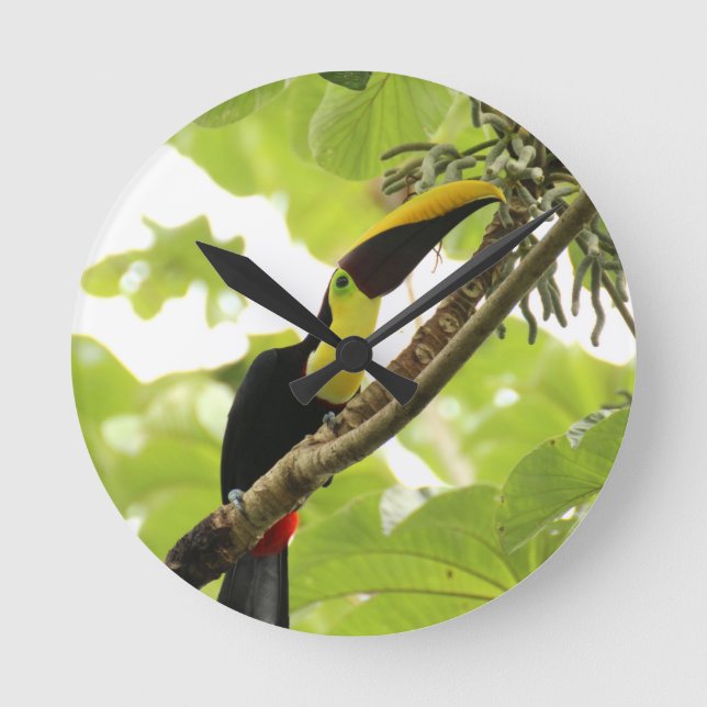 Swainson Toucan Exotic Bird Rund Klocka (Framsida)