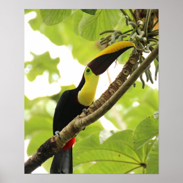 Swainson Toucan Poster (Framsidan)