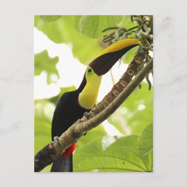 Swainson Toucan Vykort (Framsida)