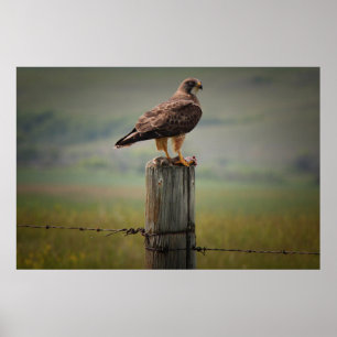 Swainsons Hawk med sin Döda Poster