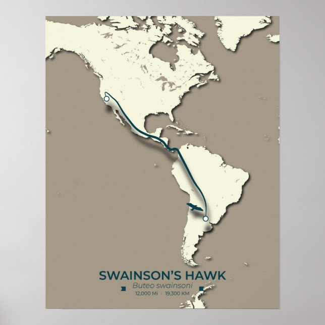 Swainsons Hawk Migration Karta - Minimalistisk Vin Poster (Framsidan)