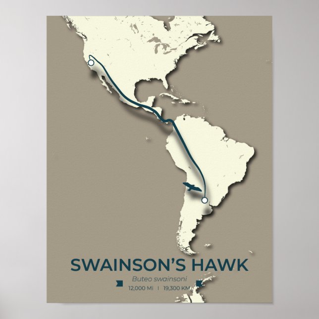 Swainsons Hawk Migration Karta - Minimalistisk Vin Poster (Framsidan)