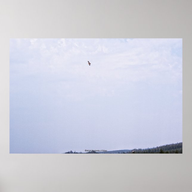 Swainsons Hawk Poster (Framsidan)