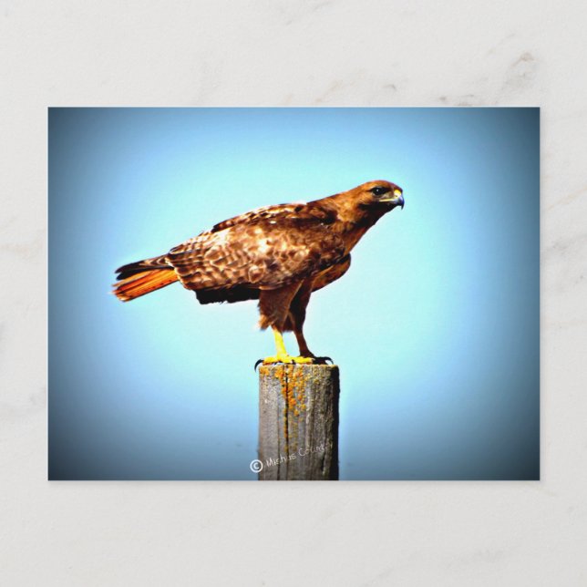Swainsons Hawk Vykort (Framsida)