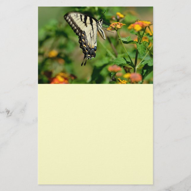 Swallowtail Butterfly (Framsida)