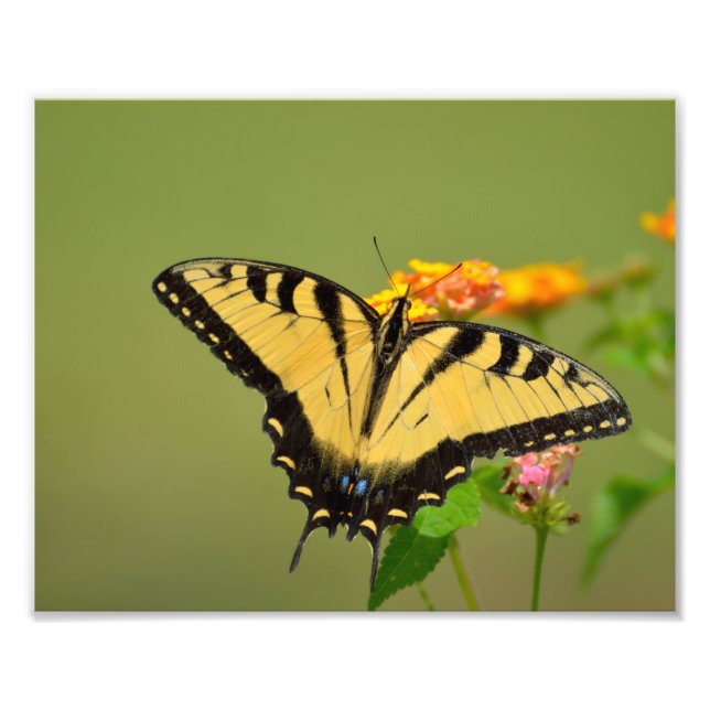 Swallowtail Butterfly Fototryck (Framsidan)