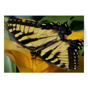 Swallowtail Butterfly Hälsningskort