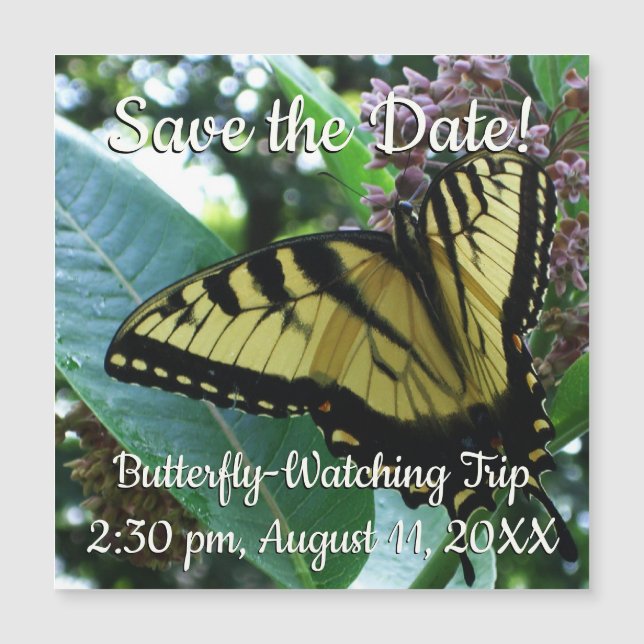 Swallowtail Butterfly I på Milkweed i Shenandoah (Framsida)