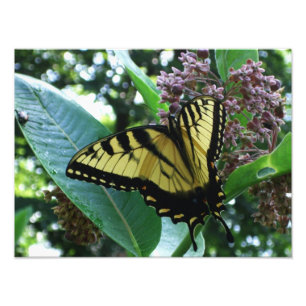 Swallowtail Butterfly I på Milkweed i Shenandoah Fototryck