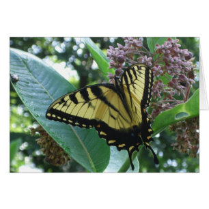Swallowtail Butterfly I på Milkweed i Shenandoah Hälsningskort