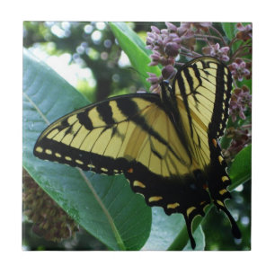 Swallowtail Butterfly I på Milkweed i Shenandoah Kakelplatta