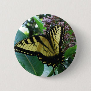 Swallowtail Butterfly I på Milkweed i Shenandoah Knapp