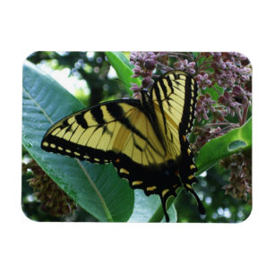Swallowtail Butterfly I på Milkweed i Shenandoah Magnet