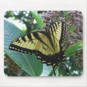 Swallowtail Butterfly I på Milkweed i Shenandoah Musmatta