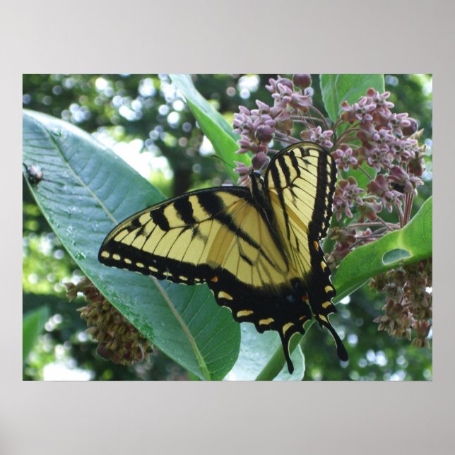 Swallowtail Butterfly I på Milkweed i Shenandoah Poster (Framsidan)