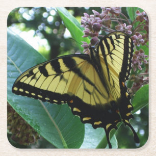 Swallowtail Butterfly I på Milkweed i Shenandoah Underlägg Papper Kvadrat
