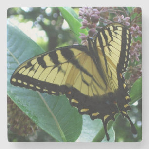 Swallowtail Butterfly I på Milkweed i Shenandoah Underlägg Sten