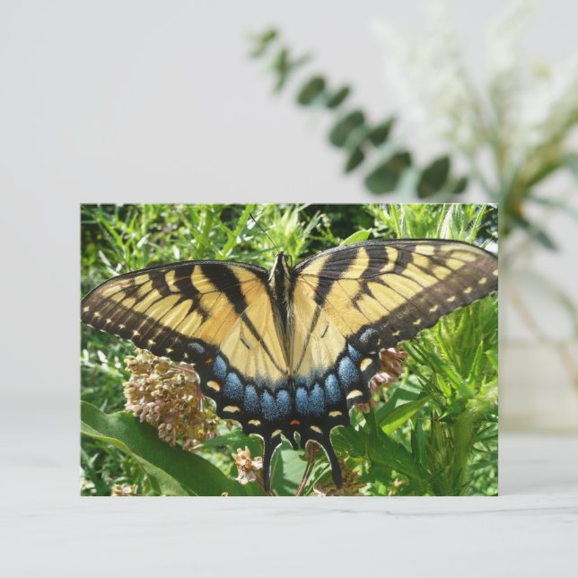 Swallowtail Butterfly II i Shenandoah (Stående Fram)