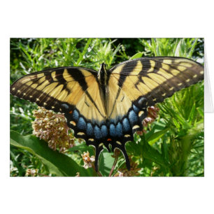Swallowtail Butterfly II i Shenandoah Hälsningskort