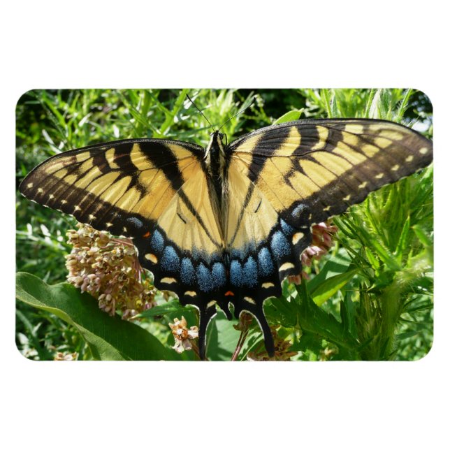 Swallowtail Butterfly II i Shenandoah Magnet (Horisontell)