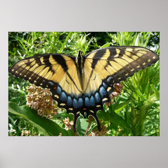 Swallowtail Butterfly II i Shenandoah Poster (Framsidan)