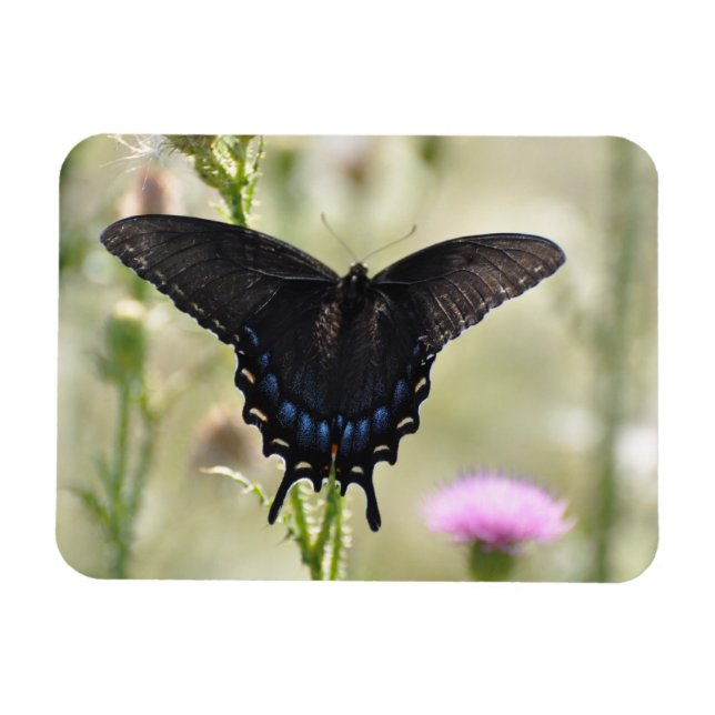 Swallowtail Butterfly Magnet (Horisontell)